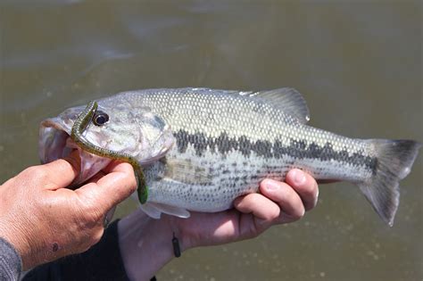 Spotted Bass Info Habitat Fishing Tips More FishRook