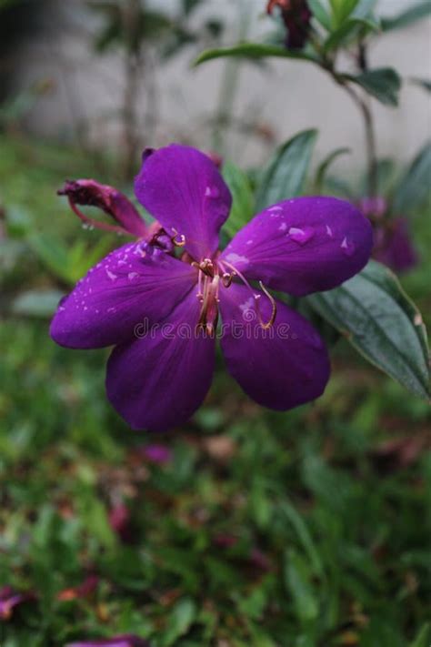 Photo Of Purple Princess Flower Plant Its Latin Name Is Tibouchina