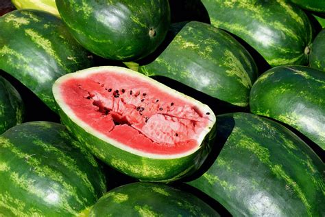 How To Plant Watermelon Seedlings Growing Watermelons For Profit