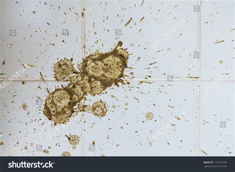 Bird Feces Dirty Dropping Stock Photo 172275296 Shutterstock