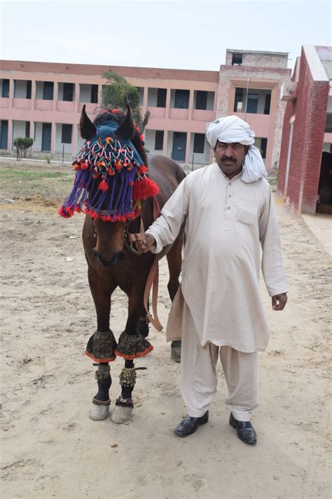 Punjab Culture Day Celebration At Punjab Constabulary Punjab Constabulary