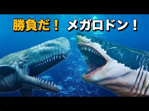 リヴィアタン Vs メガロドン｜最強のハクジラ「リヴィアタン」は「メガロドン」に勝てたのか？ サイエンスドリーム 【science