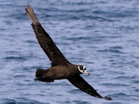 Spectacled Petrel - eBird