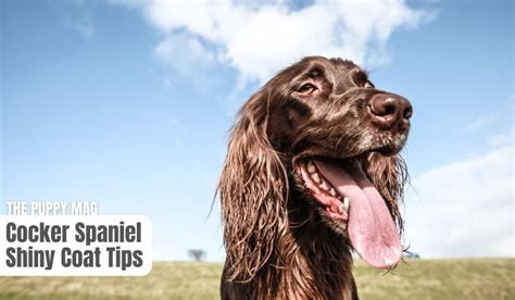 10 Ways To Keep Your Cocker Spaniels Coat Shiny The Puppy Mag