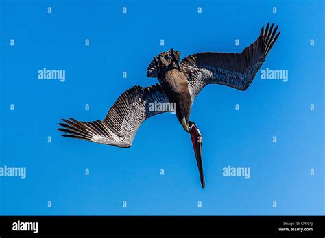 Diving Brown Pelican Stock Photo - Alamy