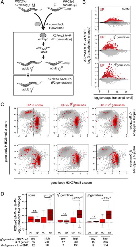 Sperm Inherited H3k27me3 Epialleles Are Transmitted Transgenerationally