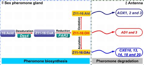 A Proposed Biosynthesis And Degradation Pathway For The Sex Pheromone Download Scientific