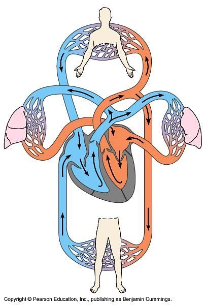 Blood Flow Diagram | Quizlet