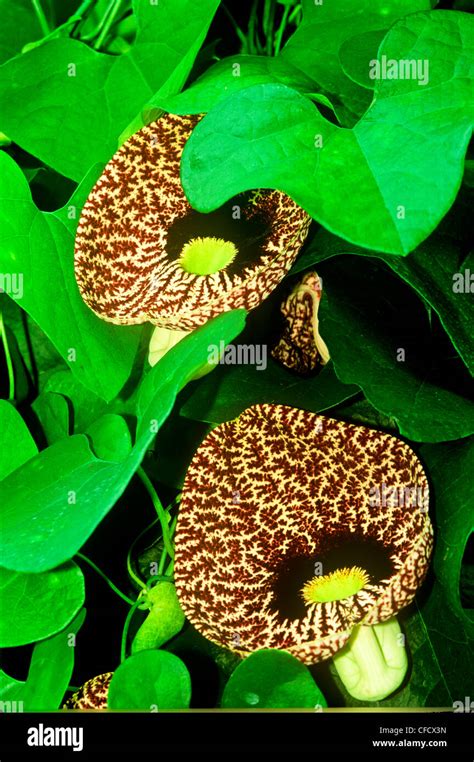 Calico Flower Aristolochia Littoralis Stock Photo Alamy