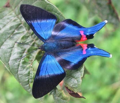 Parque Nacional Sumaco Napo Galeras Sistema Nacional de Áreas