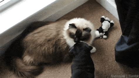 puppy cute gif | WiffleGif