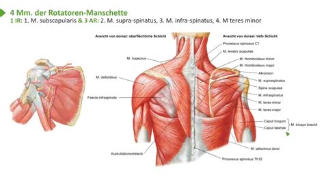 Anatomie I Bewegungssystem I Obere Extremität Schultermuskeln Relief