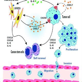 The Function Of CXCL7 In Breast Cancer CXCL7 Mediates The