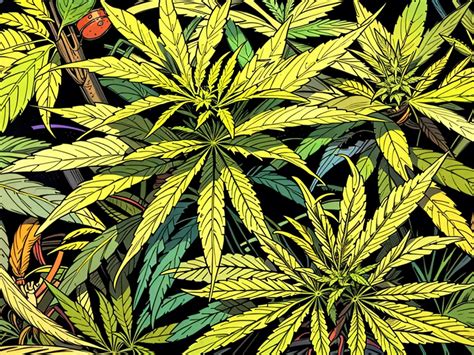 Bislang nur wenige Anträge für den Cannabisanbau