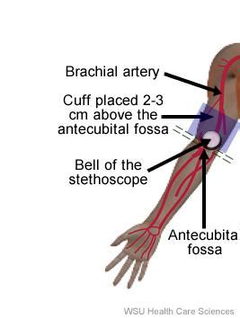 Blood Pressure Auscultation Oregon Ems Psychomotor Skills Lab Manual