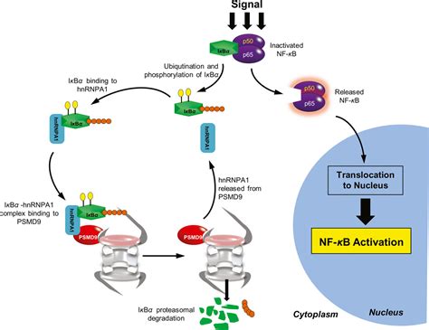 A Novel Role For The Proteasomal Chaperone Psmd9 And Hnrnpa1 In