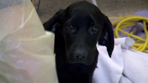 Save A Million Puppies New Treatment Aimed At Better Fighting Canine