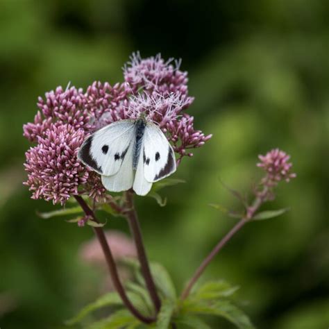 Grande Borboleta Branca Pieris Brassicae Alimentando Se De Um Arbusto