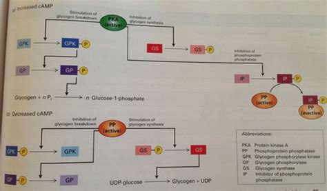 Cell Bio Ch Flashcards Quizlet