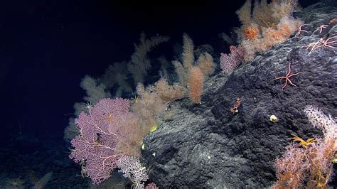 These creatures can survive underwater volcanoes - Vox