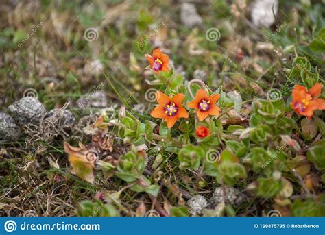 Scarlet Pimpernel Anagallis Arvensis Flowers Stock Image Image Of