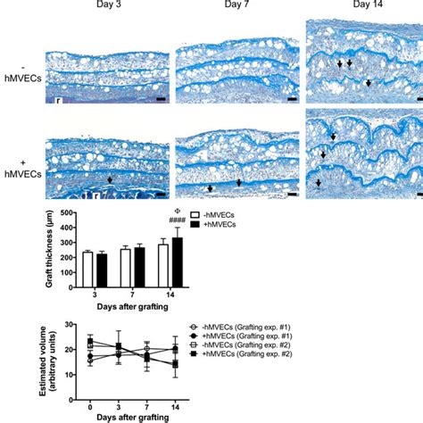 Histological Appearance Of The Grafted Human Adipose Tissue