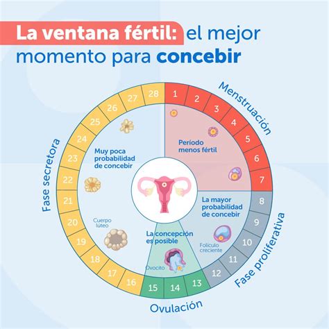 Ventana Fértil Optimizar las probabilidades de quedarse embarazada