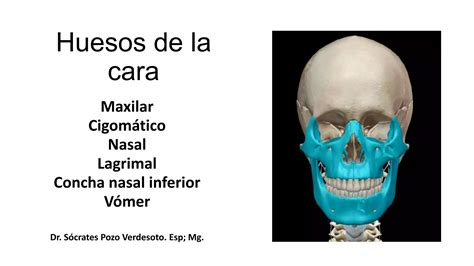 Huesos De La Cara 1 Ppt Descarga Gratuita