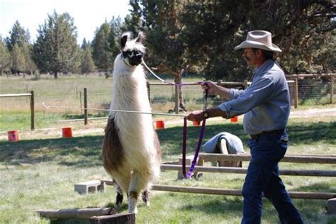 Llama Association of Australasia Inc - Handling & Training