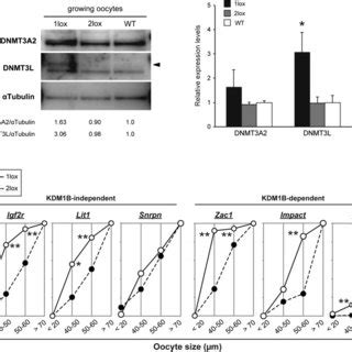 Expression Of DNMT3A2 And DNMT3L And Methylation Status In 1lox And