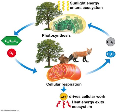 Figure Walkthrough Energy Flow And Chemical Cycling In Ecosystems