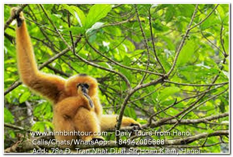 Hanoi Cuc Phuong National Park Day Tour Hanoi Cuc Phuong National Park