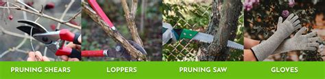 Pruning Viburnum Made Easy: Step-by-Step Guide for Stunning Results ...