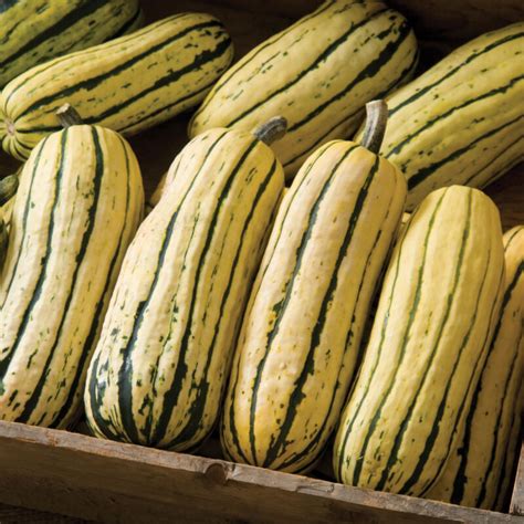 Delicata Js Organic Delicata Squash Seed Aeseeds