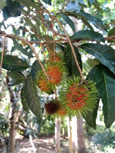 Fresh Rambutan Fruit on Rambutan Tree Stock Photo - Image of green ...