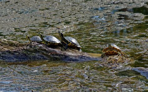 Purple and Blue Sea Turtle · Free Stock Photo