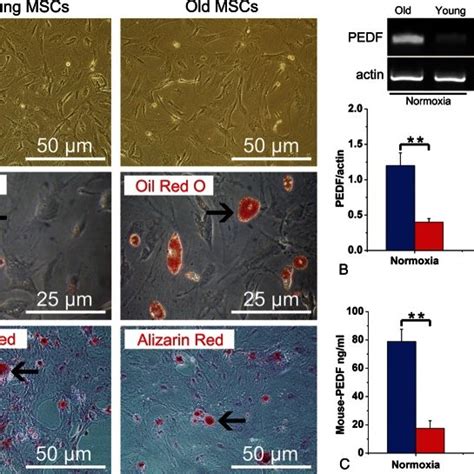 Schematic Illustrating Mesenchymal Stem Cells Can Regulate The Cellular Download Scientific