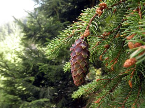 Picea Abies Pinaceae