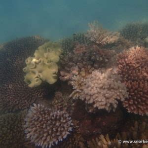 Snorkeling Fitzroy Island | Snorkeling the Great Barrier Reef, Australia