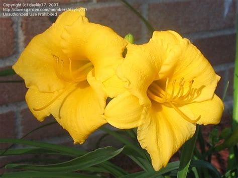 Plantfiles Pictures Daylily Stella De Oro Hemerocallis By Poppysue