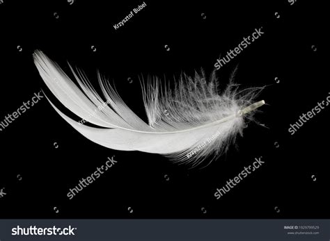 White Duck Feathers Isolated On Black Stock Photo 1929799529 | Shutterstock