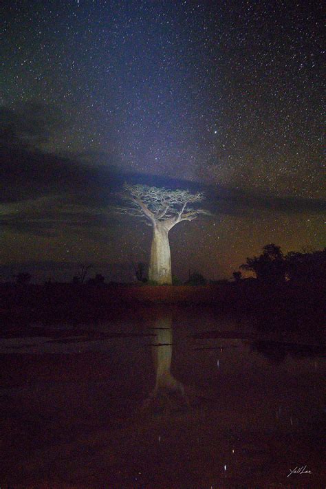 Baobab The Trees Loved By The Gods Yoll Lee Photography