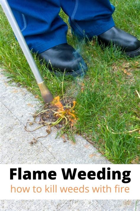 Using a Flame Weeder for Weed Control - Turning the Clock Back