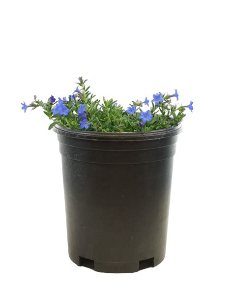 Lithodora diffusa 'Grace Ward' – The Garden Corner