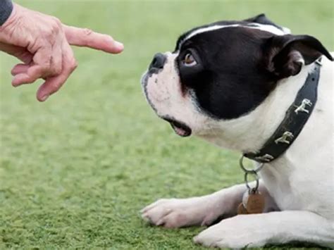 Adestramento Canino Dicas E Fotos Animais Cultura Mix