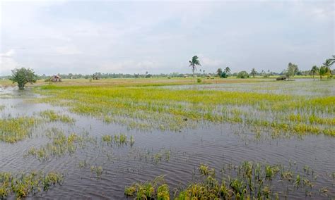 Menderitanya Petani Rawa Lebak Di Sumatera Selatan Akibat Perubahan Iklim