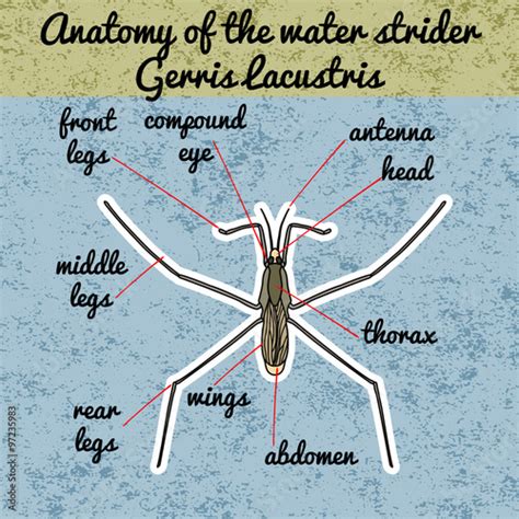 Insect anatomy. Common water strider. Gerridae. GERRIS LACUSTRIS Sketch ...