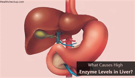 What Causes High Enzyme Levels In Liver Health Checkup