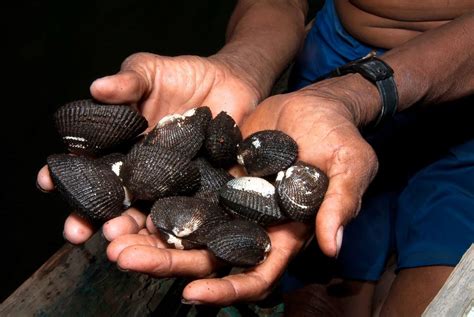 De dónde vienen las conchas negras Mi sitio