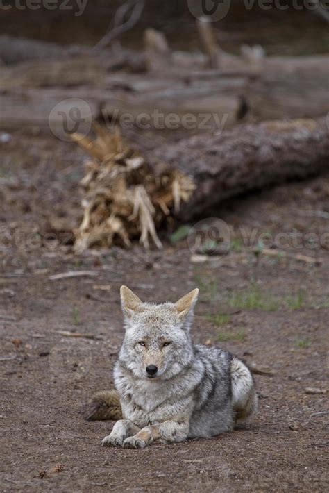 Wild Timber wolf 6029422 Stock Photo at Vecteezy